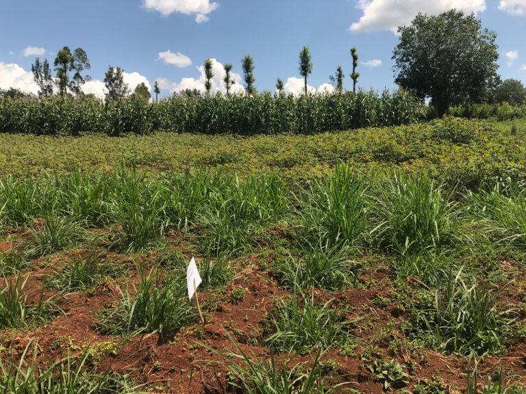 SOFDI | Millet grown with Conservation Agriculture